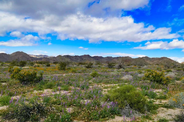 Blumen Der Wüste Blühende Lupinen Und Kalifornischer Mohn Der Wüste — Stockfoto
