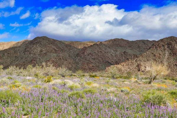 背景に高い 岩の多い丘と 雨の日後の砂漠の花のカーペット Joshua Tree National Park Mojave Desert カリフォルニア州 — ストック写真