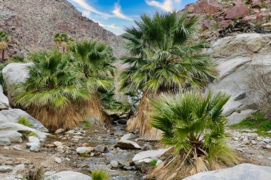Kaliforniya hayran palmiyeleri (Washingtonia filifera) ile Palm Canyon 'da, San Ysidro Dağları' nın çölünde, Anza-Borrego Çölü Parkı, Kaliforniya, ABD 