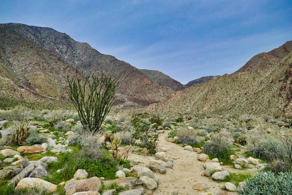 Der Borrego Palm Canyon Trail Der Wüste Des San Ysidro — Stockfoto