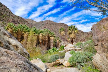 Palm Canyon, San Ysidro Dağları, Anza-Borrego Çöl Parkı, Kaliforniya, ABD 'deki Palm Canyon vahasında palmiyeleri olan Palm Grove