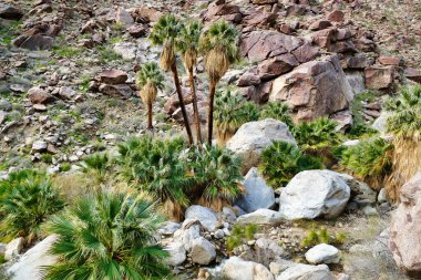 Palm Canyon, San Ysidro Dağları, Anza-Borrego Çöl Parkı, Kaliforniya, ABD 'deki Old and young California fan palmiyeleri (Washingtonia filifera)