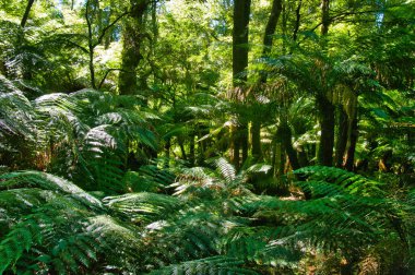Tarra Bulga Ulusal Parkı, Gippsland, Victoria, Avustralya 'nın yemyeşil yağmur ormanlarında eğreltiotu ve eğreltiotu.