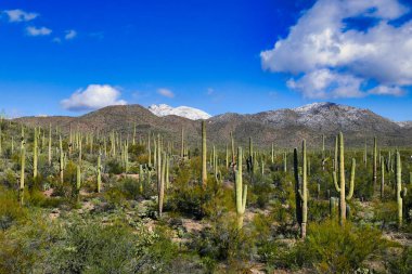 Saguaro Ulusal Parkı 'ndaki saguaro Ormanı. Tucson, Arizona, ABD yakınlarındaki Sonoran Çölü' nde. Arka plandaki Gümüş Zil Dağları 'nda nadir kar yağar..