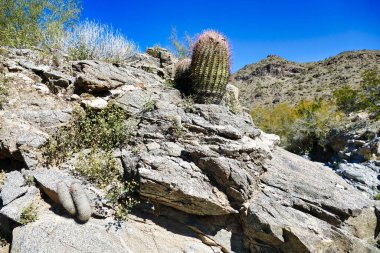Kaliforniya fıçı kaktüsü (Ferocactus acanthodos) Phoenix, Arizona, ABD yakınlarındaki Sonoran Çölü 'nde kayalık bir çıkıntı üzerindedir. 