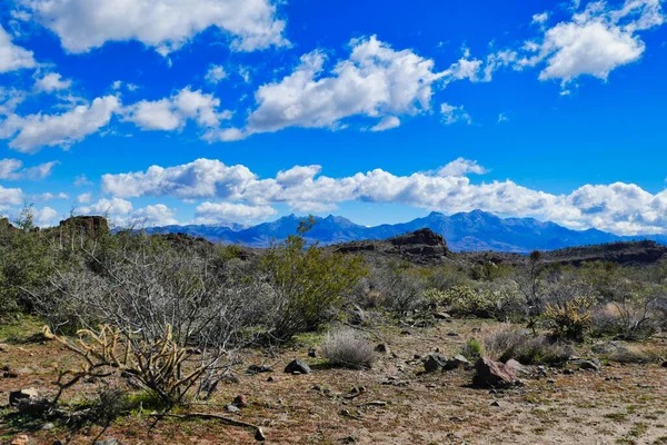 アメリカ合衆国アリゾナ州キングマン近郊のモハーヴェ砂漠のモノリス ガーデン トレイルに沿って砂漠の植生と黒い山々を麻痺させる — ストック写真