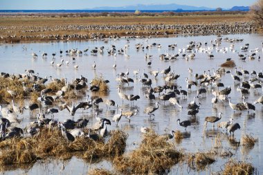 Binlerce Kum Tepesi turnası (Grus canadensis) her kış McNeal, Arizona yakınlarındaki Güney Sülfür Springs Vadisi 'nde, Whitewater Draw' da toplanır.