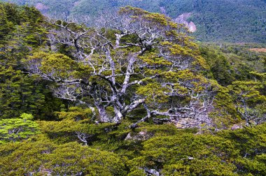 Gnarled eski dağ kayın ağacı (Nothofagus solandri var. Kuzey Adası, Yeni Zelanda 'daki Ruapehu Dağı' nın alp ormanında.