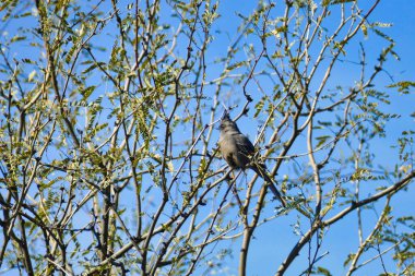 Bir phainopepla (Phainopepla nitens) Anza-Borrego, Kaliforniya, ABD 'deki Sonora çölünde bir çalılıkta