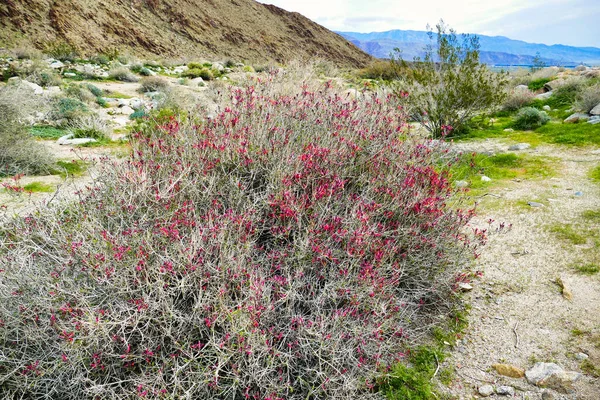 Kukkivat Chuparosa Justicia Californica Sonoran Autiomaassa Anza Borrego Kalifornia Yhdysvallat — kuvapankkivalokuva