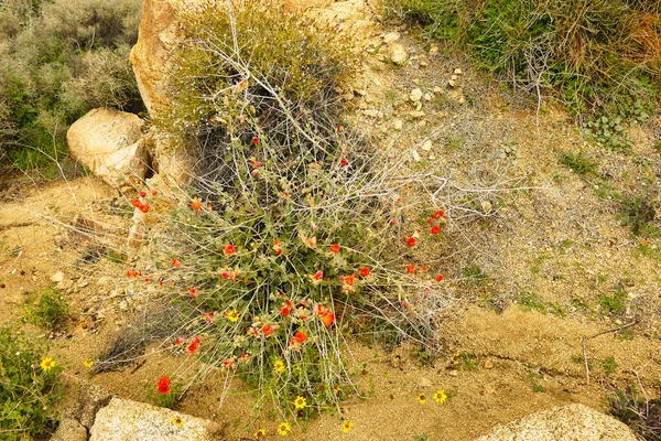 Wüstenmalve Sphaeralcea Ambigua Der Felsigen Wüste Des Joshua Tree Nationalparks — Stockfoto