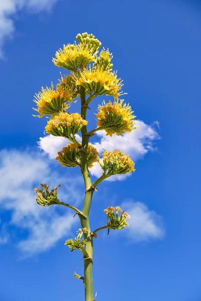 Bright yellow flowers of the desert agave, also called mescal or century plant (agave deserti), in Anza-Borrego Desert Park, California, USA, isolated against a blue sky