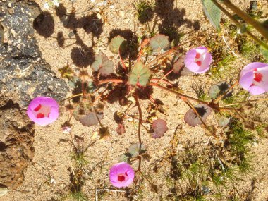 Sonoran Çölü, Anza-Borrego Çöl Parkı, Kaliforniya, ABD 'de, çiçek açan çöl beşi, malvastrum (Erimalche) rotundifolium..
