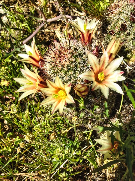 Kwitnienie Kaktusa Mammillaria Tetrancistra Pustyni Sonoran Park Pustyni Anza Borrego — Zdjęcie stockowe