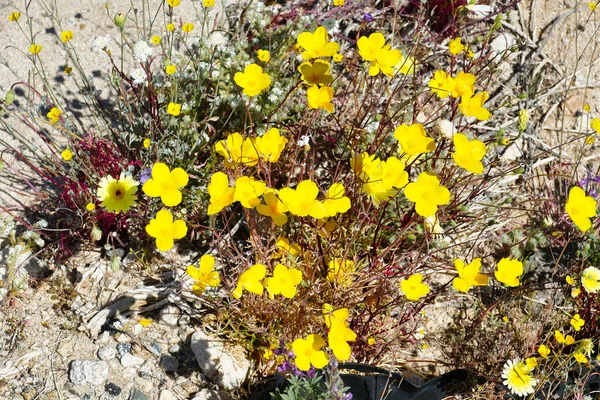 Pouštní Máky Eschscholzia Mexinana Poušti Sonoran Anza Borrego Kalifornie Usa — Stock fotografie