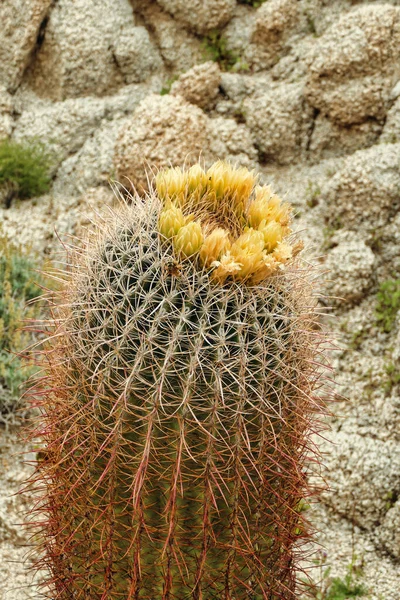 Цветущий Калифорнийский Баррель Кактус Ferocactus Cylindraceus Пустыне Анза Боррего Калифорния — стоковое фото