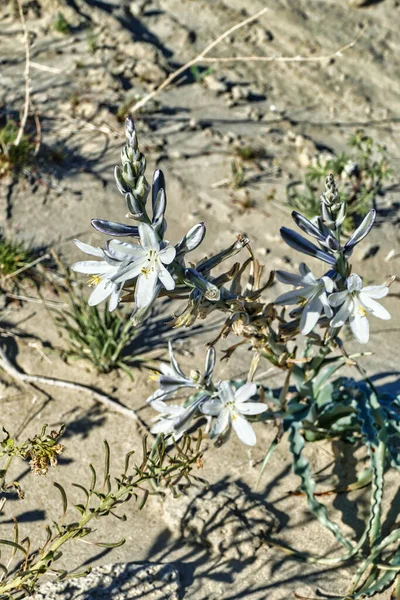 Цветущая Пустынная Лилия Hesperocallis Undulata Пустыне Мохаве Южной Калифорнии — стоковое фото