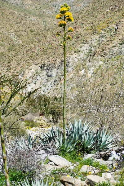 Blühende Wüstenagave Auch Mescal Oder Jahrhundertpflanze Agave Deserti Genannt Anza — Stockfoto