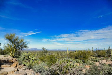 Tucson, Arizona, ABD yakınlarındaki Saguaro Ulusal Parkı 'ndaki Signal Hill' deki Sonoran Çölü. Saguaros, dikenli armut ve diğer çöl bitkileri..