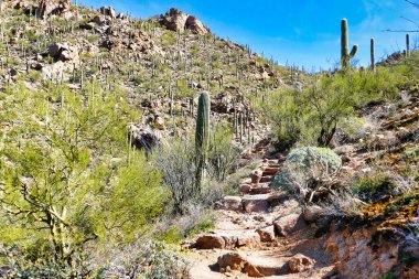 Tucson, Arizona, ABD yakınlarındaki Saguaro Ulusal Parkı 'nın batı yakasındaki Sonoran Çölü tepelerinde yürüyüş pisti.. 