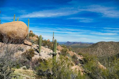 Saguaro Ulusal Parkı 'nın (Batı) kayalık tepelerinde, Tucson, Arizona, ABD yakınlarındaki Sonoran Çölü' nde dev kayalar ve saguarolar bulunmaktadır.. 