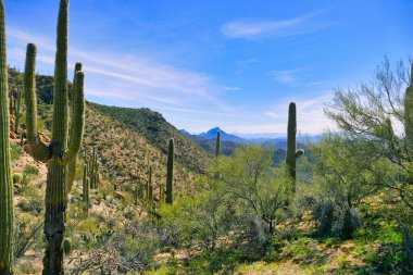 Saguaro Ulusal Parkı 'nın batı kesiminde, Arizona, Tucson yakınlarındaki Sonoran Çölü' nde kış yağmurundan sonra büyük saguaroları olan yeşil çöl.. 