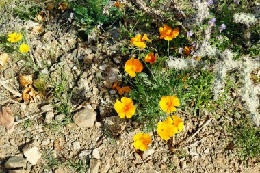 Kaliforniya gelincikleri (Eschscholzia calizina), Arizona, ABD 'deki Sonoran çölünde sağanak yağmurdan sonra çiçek açarlar.