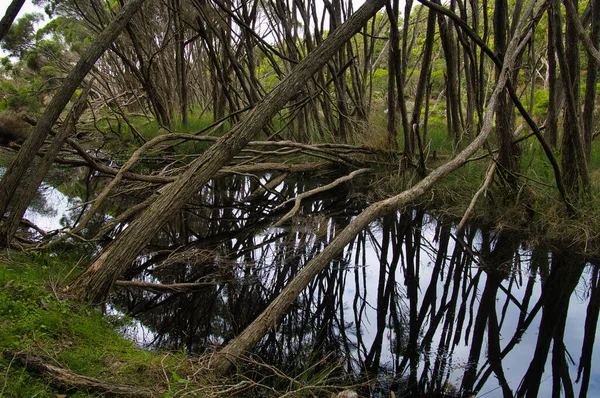 Δέντρα Που Αντανακλώνται Στα Σκοτεινά Νερά Των Υγροτόπων Στο Εθνικό — Φωτογραφία Αρχείου