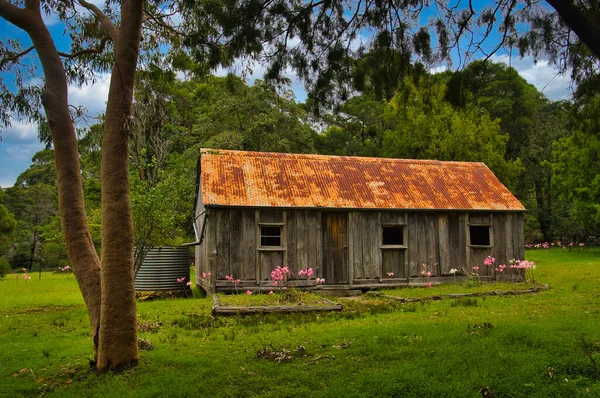 Scotts Hut Abandoned Old Wooden Pioneer Home Forest Bournda National — Stock Photo, Image