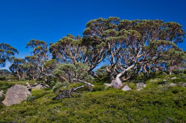 Kosciuszco Ulusal Parkı, Yeni Güney Galler, Avustralya 'daki dağlarda dev kar sakızları (Okaliptus pauciflora)