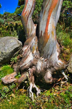 Kosciuszco Ulusal Parkı, Yeni Güney Galler, Avustralya 'daki dağlarda dev bir kar sakızının (Ökaliptüs pauciflora) bükülmüş beyaz ve turuncu gövdesi.