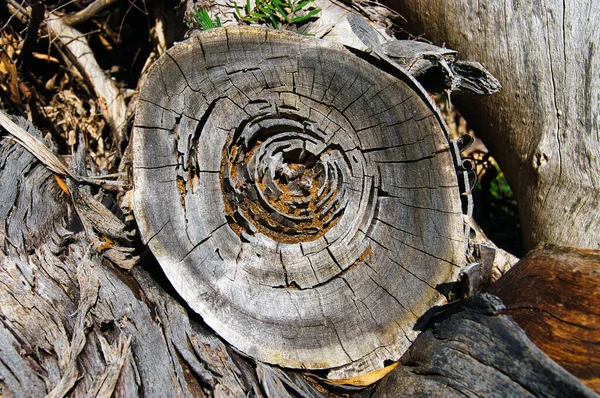 Natürliches Muster Verfallender Verwitterter Alter Baumstumpf — Stockfoto