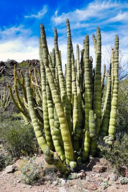 Organ Borusu Kaktüsü Ulusal Anıtı 'nda (Lemaireocereus thurberi) organizasyon kaktüsü (Lemaireocereus thurberi), Güney Arizona, ABD 