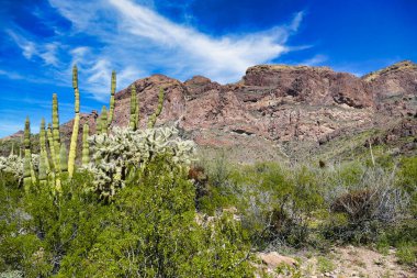 Creosote çalılığı, cholla ve organ boru kaktüsü kayalık Ajo Dağları 'nda, Organ Borusu Kaktüsü Ulusal Anıtı, Güney Arizona, ABD 