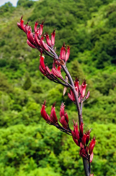 Les Fleurs Rouge Foncé Lin Néo Zélandais Phorium Tenex — Photo