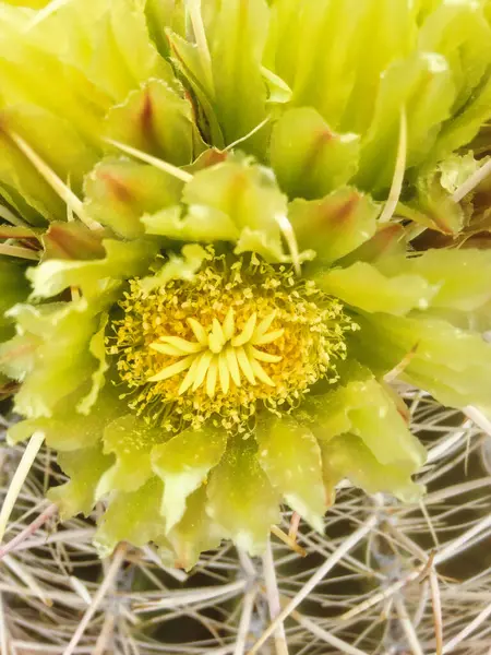 Крупный План Жёлтого Цветка Калифорнийского Кактуса Ferocactus Cylindraceus Пустыне Соноран — стоковое фото