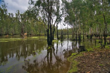 Murray Nehri, Avustralya 'daki Barmah Ulusal Parkı' nın bataklık kırmızı sakız ormanından akıyor. Sudaki ağaçların yansıması..