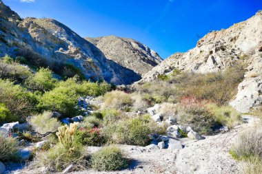 Agua Caliente İlçe Parkı, Anza-Borrego, Kaliforniya, ABD 'de çiçek açan çalılarla çöl manzarası