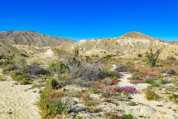 Farbenfrohe Wüstenblumen Und Kahle Hügel Bei Arroyo Salado Der Östlichen — Stockfoto