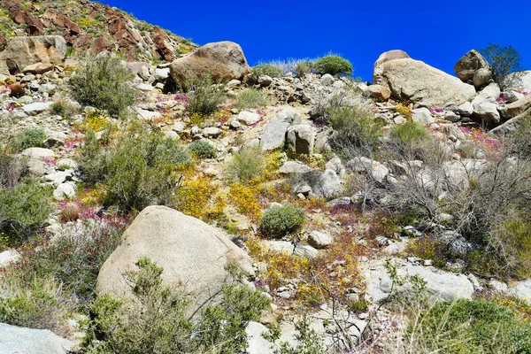 Grüne Wüste Nach Dem Winterregen Mit Gelben Und Lila Blüten — Stockfoto