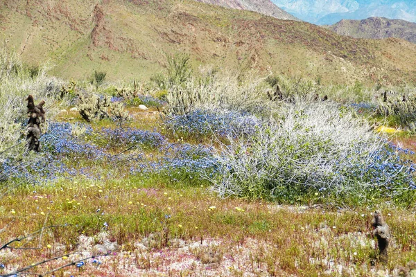 Blaue Und Violette Wüstenblumen Nach Dem Winterregen Hellhole Canyon Borrego — Stockfoto