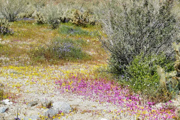 Gelbe Blaue Und Lila Wüstenblumen Nach Dem Winterregen Hellhole Canyon — Stockfoto