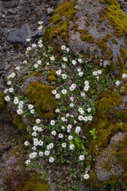 Yeni Zelanda 'nın Yeni Zelanda (Yeni Zelanda) Yeni Zelanda' nın kuzeyindeki Taranaki (Egmont Dağı) alp bölgesinde bulunan Sonsuz Yeni Zelanda çiçeği (Anafhalioides bellidioites).