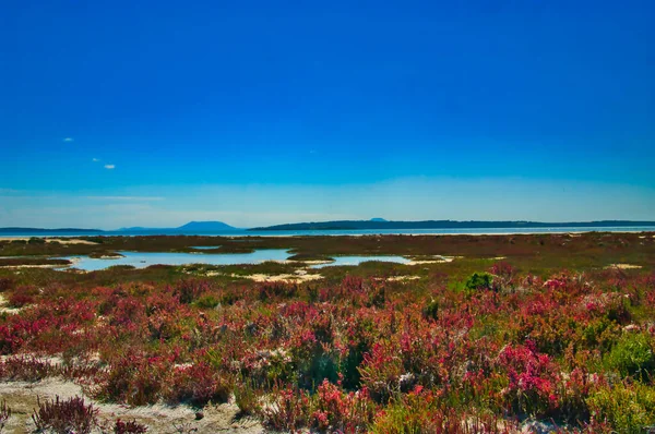 Wybrzeże Parku Narodowego Coffin Bay Półwysep Eyre Australia Południowa Roślinnością — Zdjęcie stockowe
