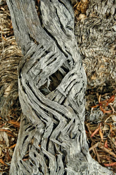 死んだ木のテクスチャにおける波状と渦巻くパターン — ストック写真