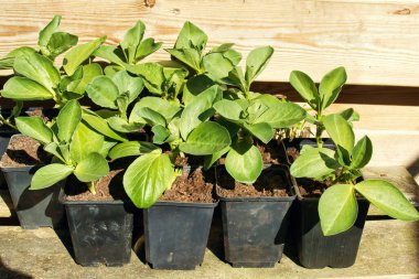 Kavanozda fasulye tohumları.