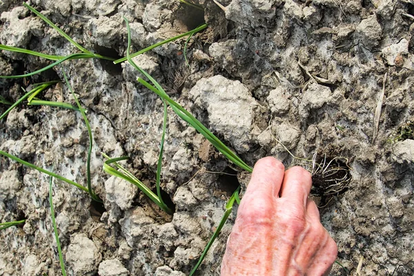 Planting Leek Seedlings Heavy Clay Soil — 스톡 사진