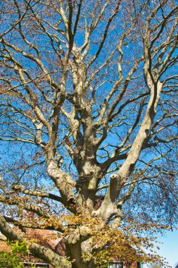 Baharın başında mavi gökyüzüne karşı muazzam bir kırmızı kayın ağacı (Fagus sylvatica Atropunicea).