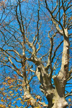 Baharın başında mavi gökyüzüne karşı muazzam bir kırmızı kayın ağacı (Fagus sylvatica Atropunicea).