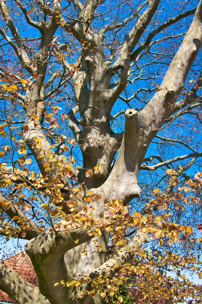 Baharın başında mavi gökyüzüne karşı muazzam bir kırmızı kayın ağacı (Fagus sylvatica Atropunicea).